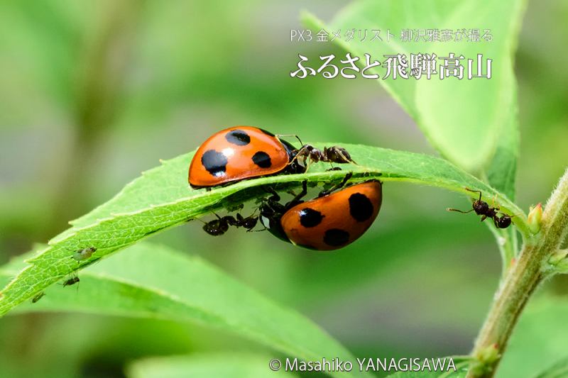 初夏の飛騨高山(テントウムシ×アリ)　撮影・柳沢雅彦