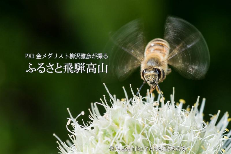 初夏の飛騨高山(ミツバチ)　撮影・柳沢雅彦