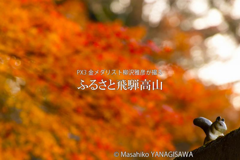 飛騨高山の紅葉(城山公園の人気者リスの置物)　撮影・柳沢雅彦