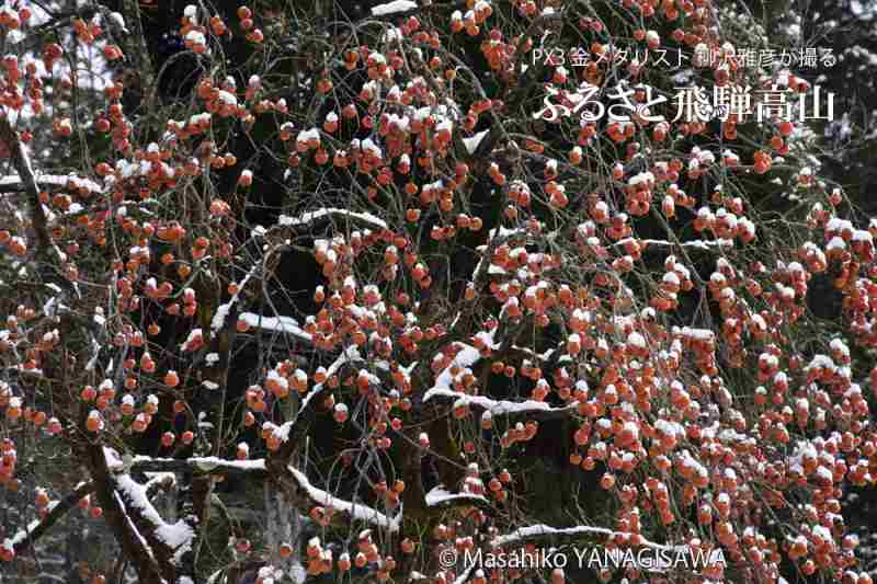 初冬の飛騨高山(真っ白い雪を頭にのせた柿の実)　撮影・柳沢雅彦