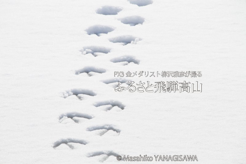初冬の飛騨高山(不思議な足跡が残された雪景色)　撮影・柳沢雅彦