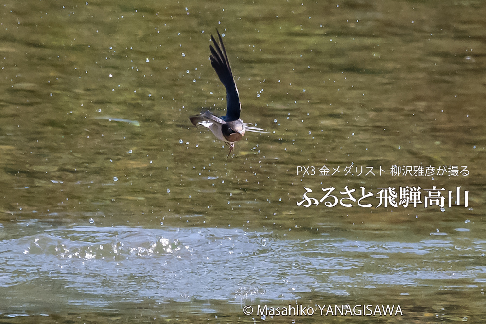飛騨高山に棲むツバメの写真。撮影・柳沢雅彦