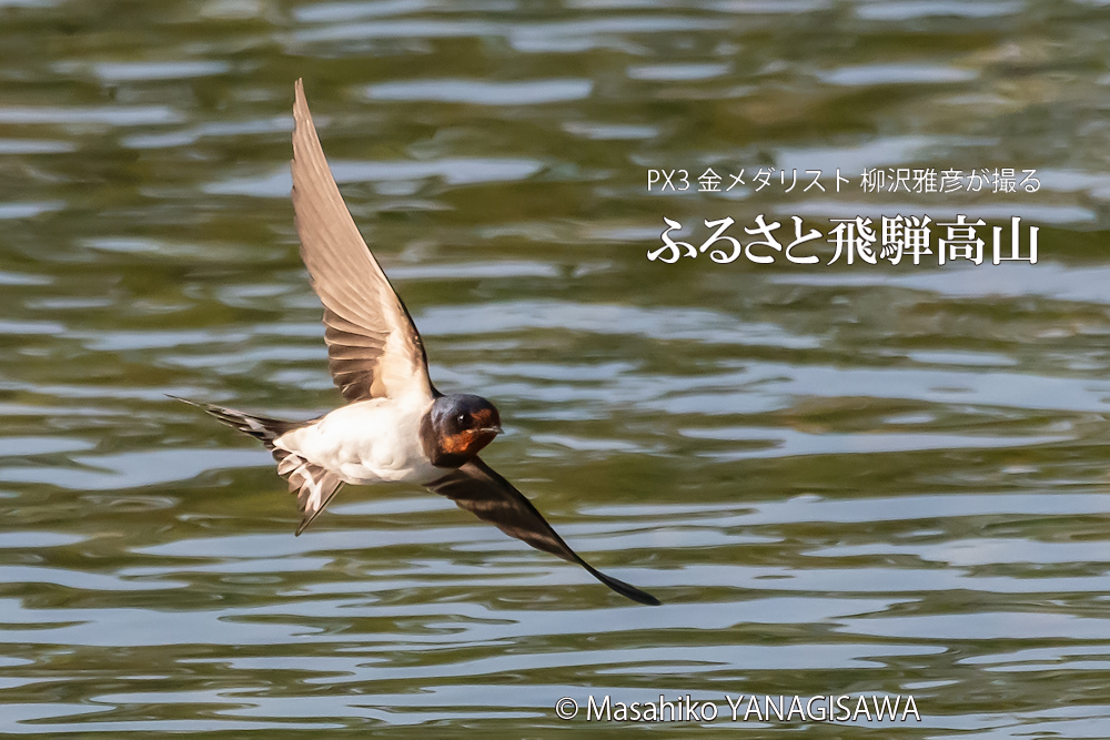飛騨高山に棲むツバメの写真。撮影・柳沢雅彦