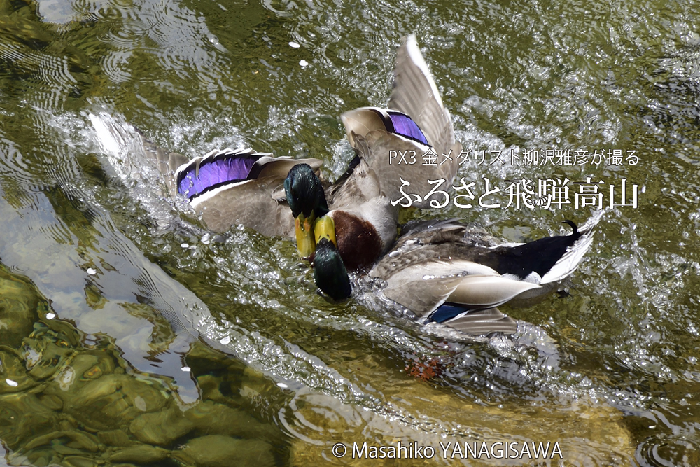飛騨高山に棲むマガモの写真。撮影・柳沢雅彦