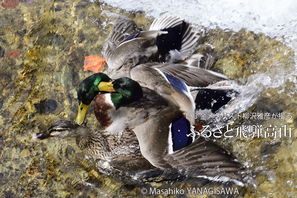 飛騨高山に棲むマガモの写真。撮影・柳沢雅彦