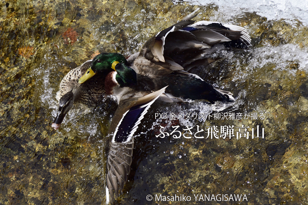 飛騨高山に棲むマガモの写真。撮影・柳沢雅彦