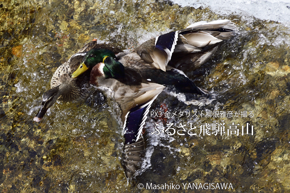 飛騨高山に棲むマガモの写真。撮影・柳沢雅彦