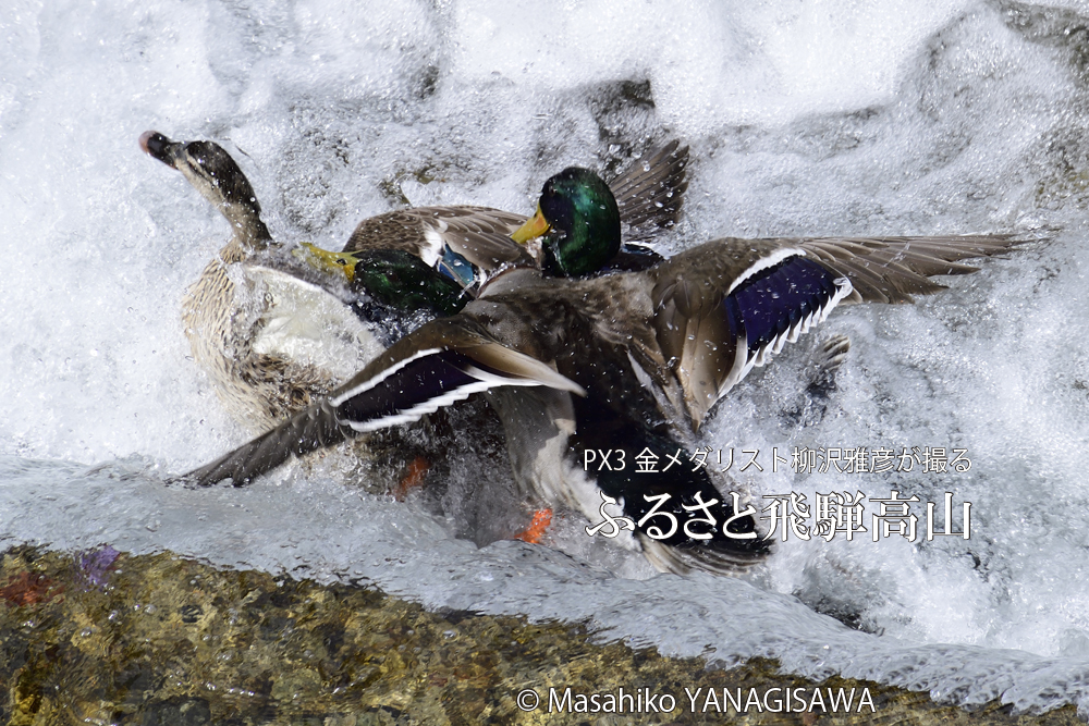 飛騨高山に棲むマガモの写真。撮影・柳沢雅彦