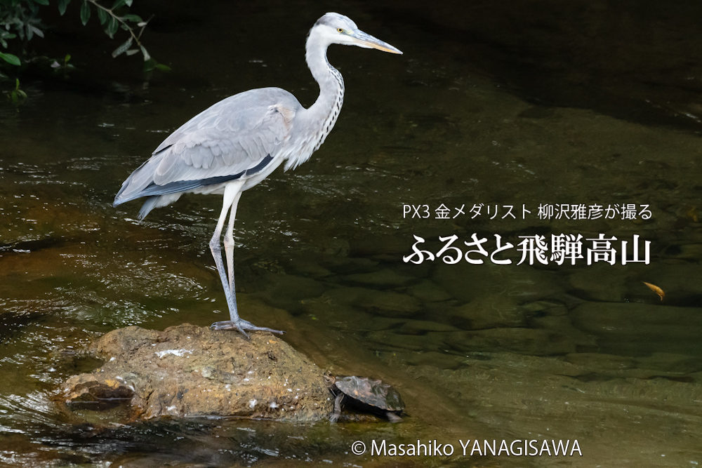 飛騨高山に棲むアオサギとイシガメの写真。撮影・柳沢雅彦