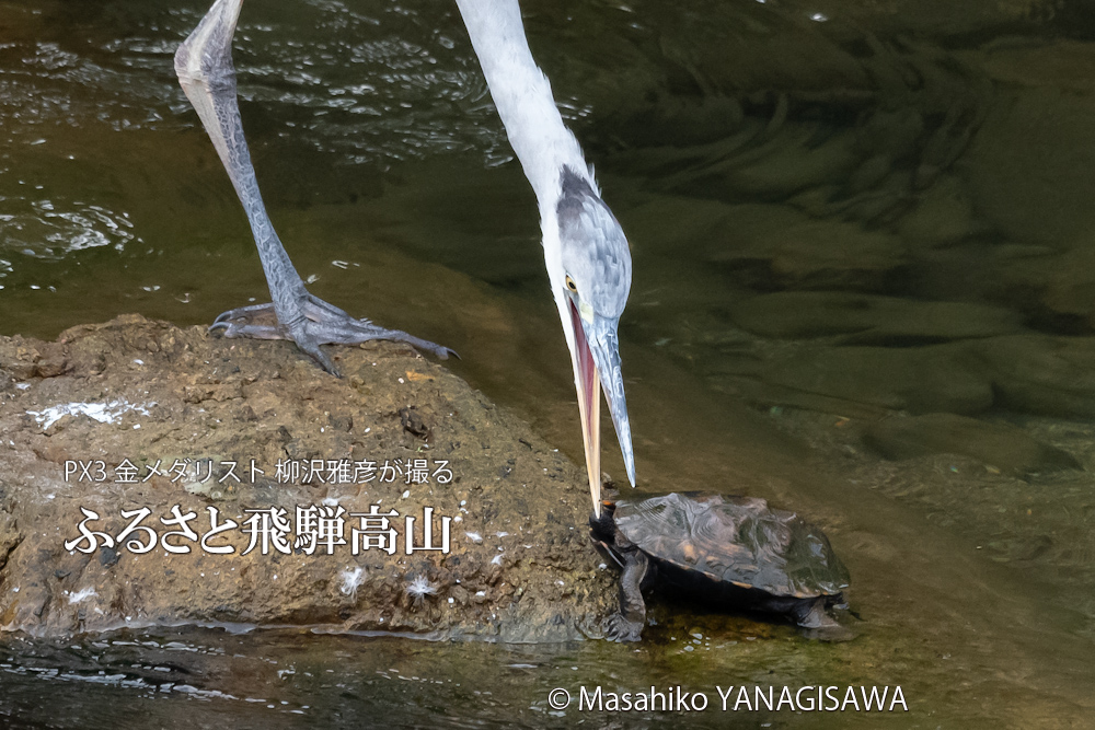 飛騨高山に棲むアオサギとイシガメの写真。撮影・柳沢雅彦