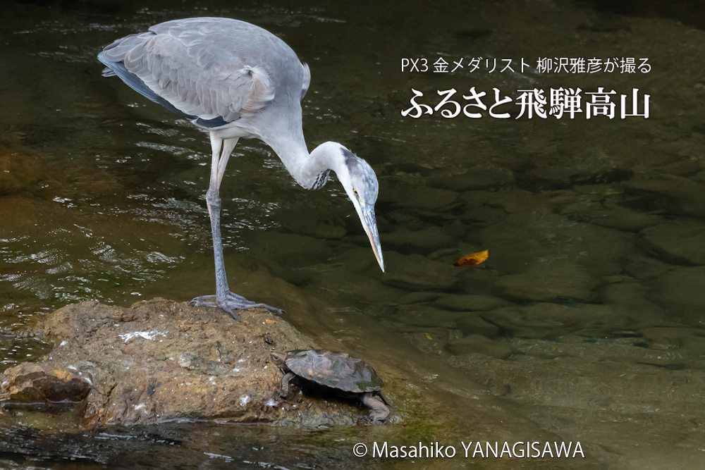 飛騨高山に棲むアオサギとイシガメの写真。撮影・柳沢雅彦