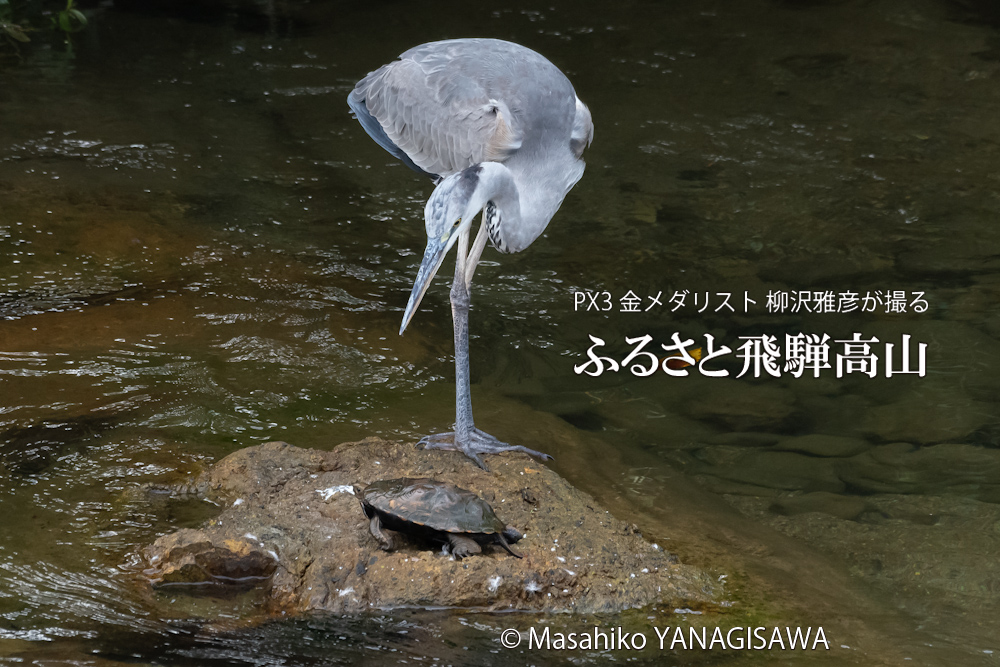 飛騨高山に棲むアオサギとイシガメの写真。撮影・柳沢雅彦