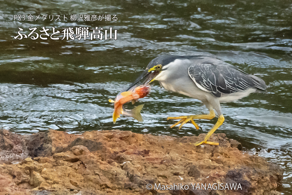 飛騨高山に棲むササゴイの写真。撮影・柳沢雅彦