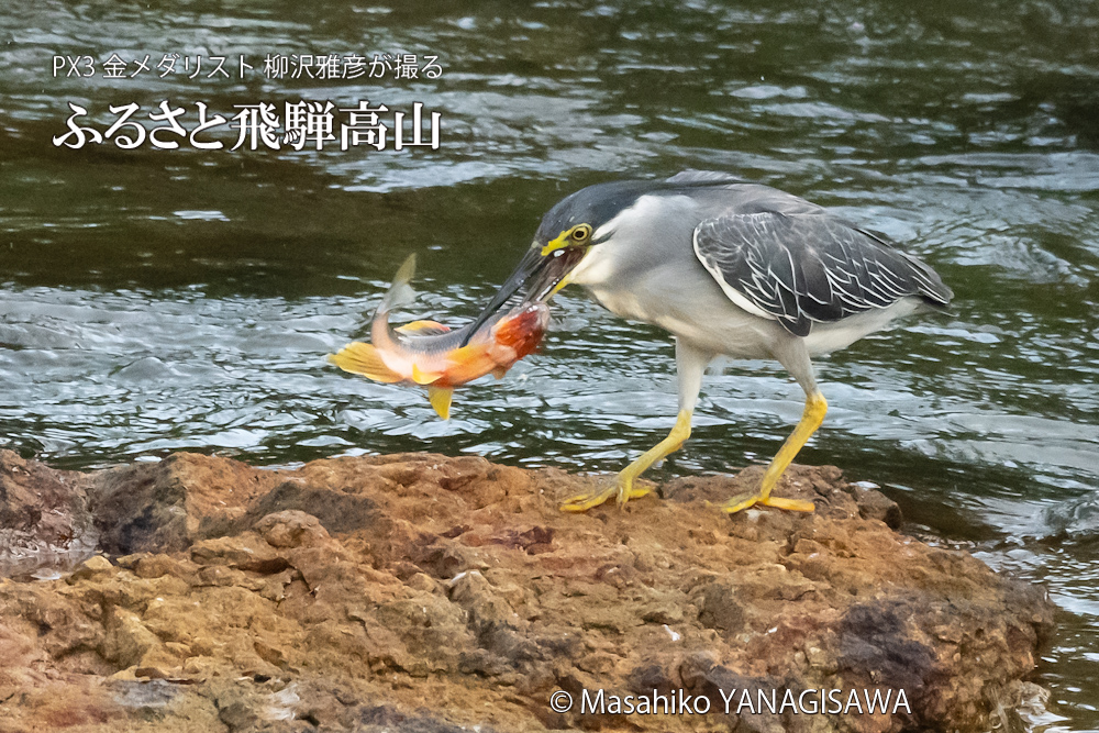 飛騨高山に棲むササゴイの写真。撮影・柳沢雅彦