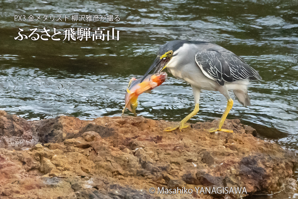 飛騨高山に棲むササゴイの写真。撮影・柳沢雅彦