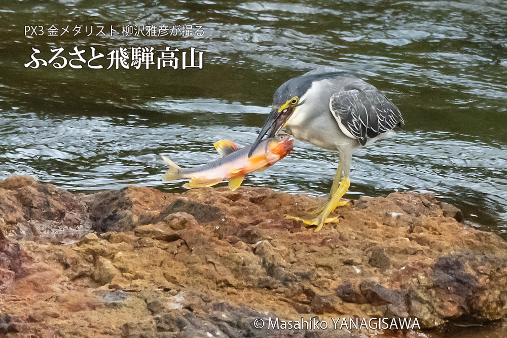 飛騨高山に棲むササゴイの写真。撮影・柳沢雅彦