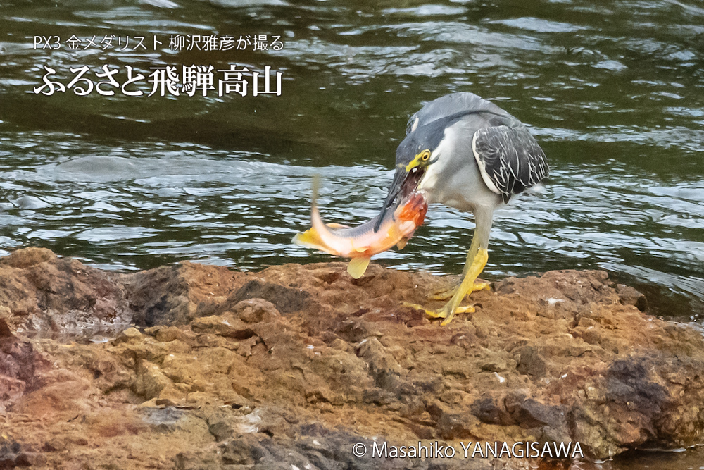 飛騨高山に棲むササゴイの写真。撮影・柳沢雅彦