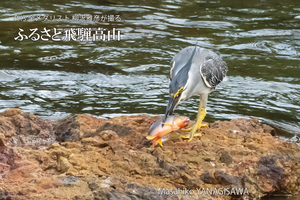 飛騨高山に棲むササゴイの写真。撮影・柳沢雅彦