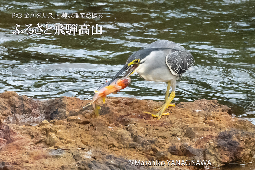 飛騨高山に棲むササゴイの写真。撮影・柳沢雅彦