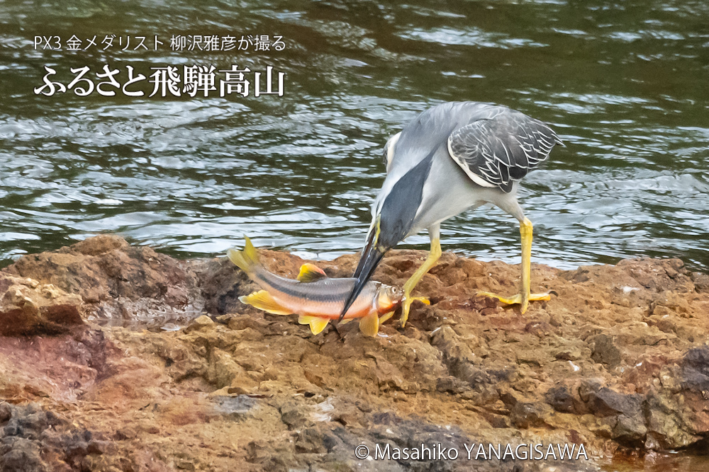 飛騨高山に棲むササゴイの写真。撮影・柳沢雅彦