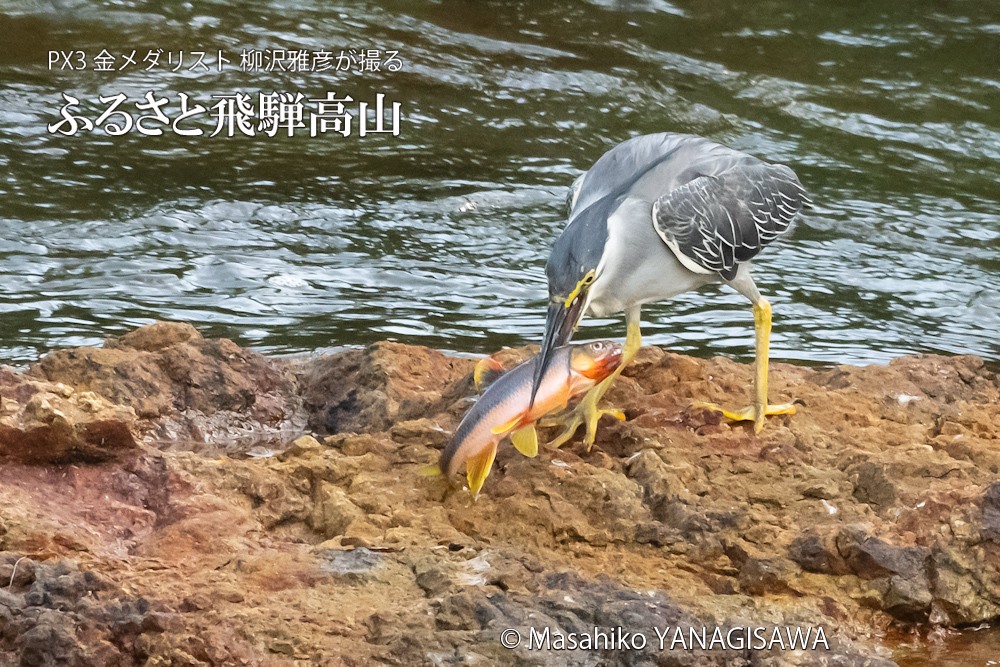 飛騨高山に棲むササゴイの写真。撮影・柳沢雅彦
