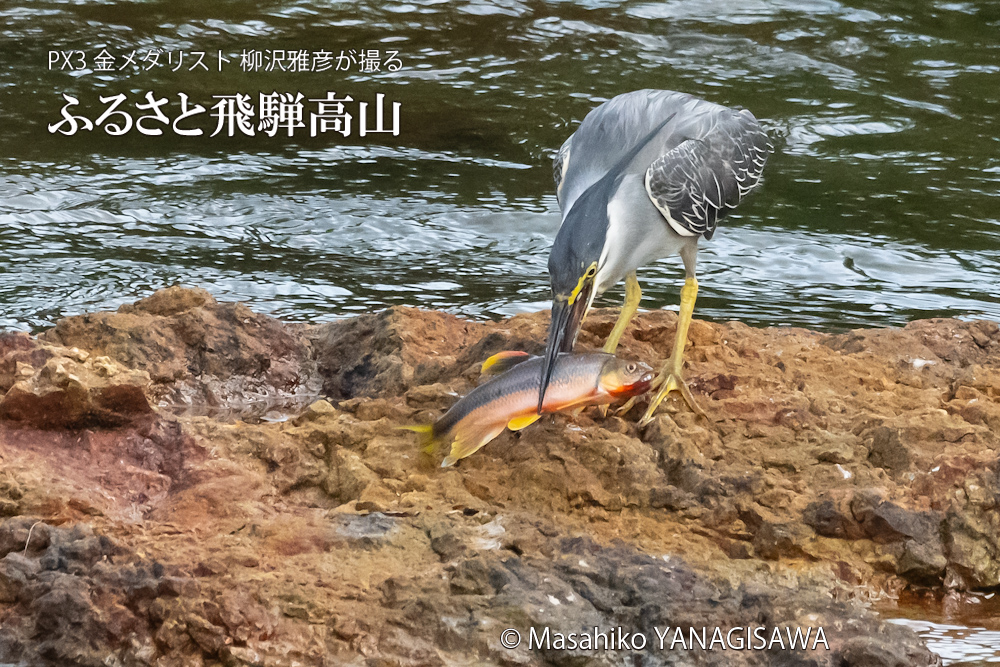 飛騨高山に棲むササゴイの写真。撮影・柳沢雅彦
