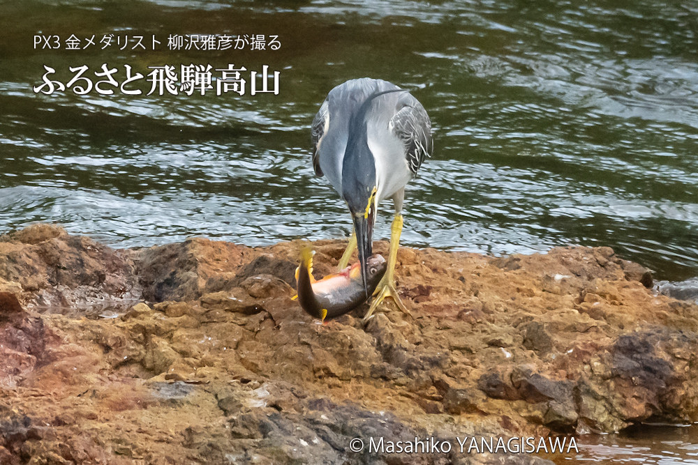 飛騨高山に棲むササゴイの写真。撮影・柳沢雅彦