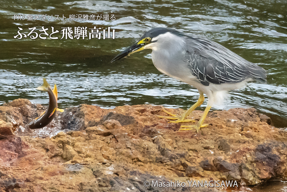 飛騨高山に棲むササゴイの写真。撮影・柳沢雅彦