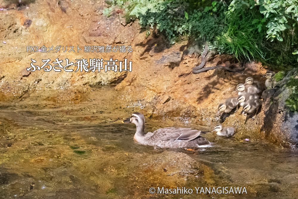 飛騨高山に棲むカルガモの母親と毒蛇ヤマカガシの写真。撮影・柳沢雅彦