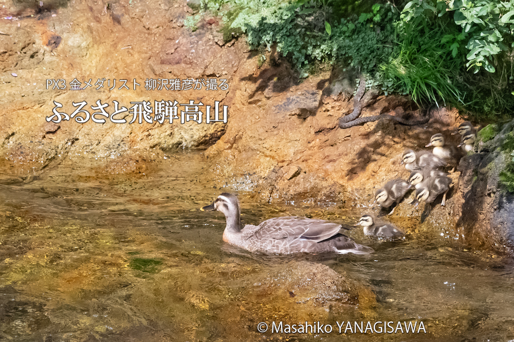 飛騨高山に棲むカルガモの母親と毒蛇ヤマカガシの写真。撮影・柳沢雅彦