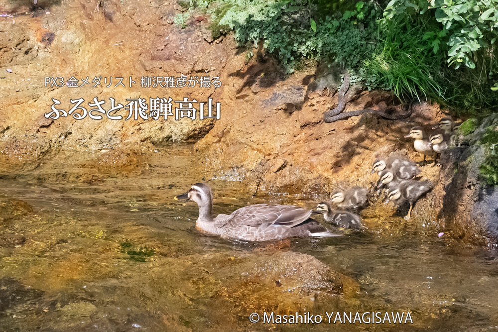 飛騨高山に棲むカルガモの母親と毒蛇ヤマカガシの写真。撮影・柳沢雅彦