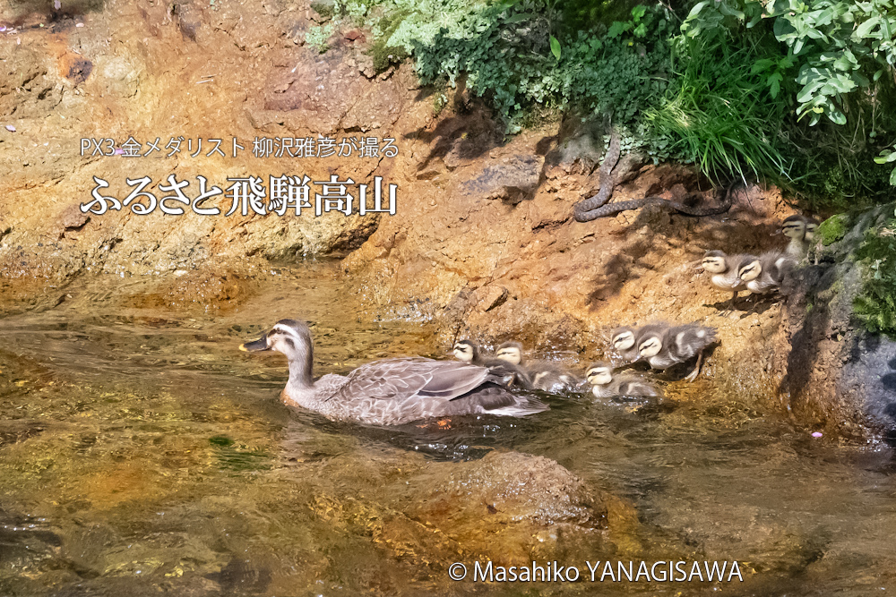 飛騨高山に棲むカルガモの母親と毒蛇ヤマカガシの写真。撮影・柳沢雅彦