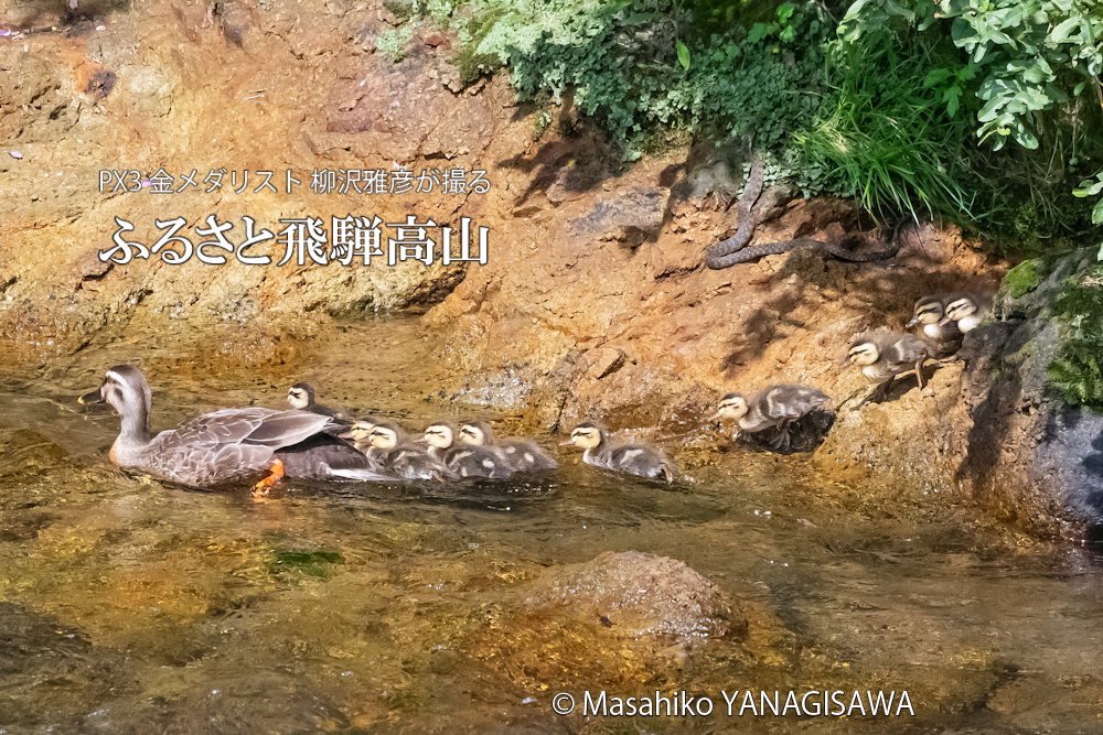 飛騨高山に棲むカルガモの母親と毒蛇ヤマカガシの写真。撮影・柳沢雅彦