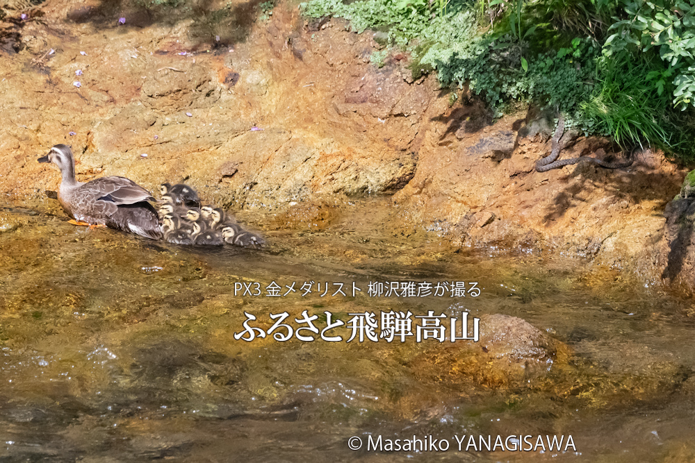 飛騨高山に棲むカルガモの母親と毒蛇ヤマカガシの写真。撮影・柳沢雅彦