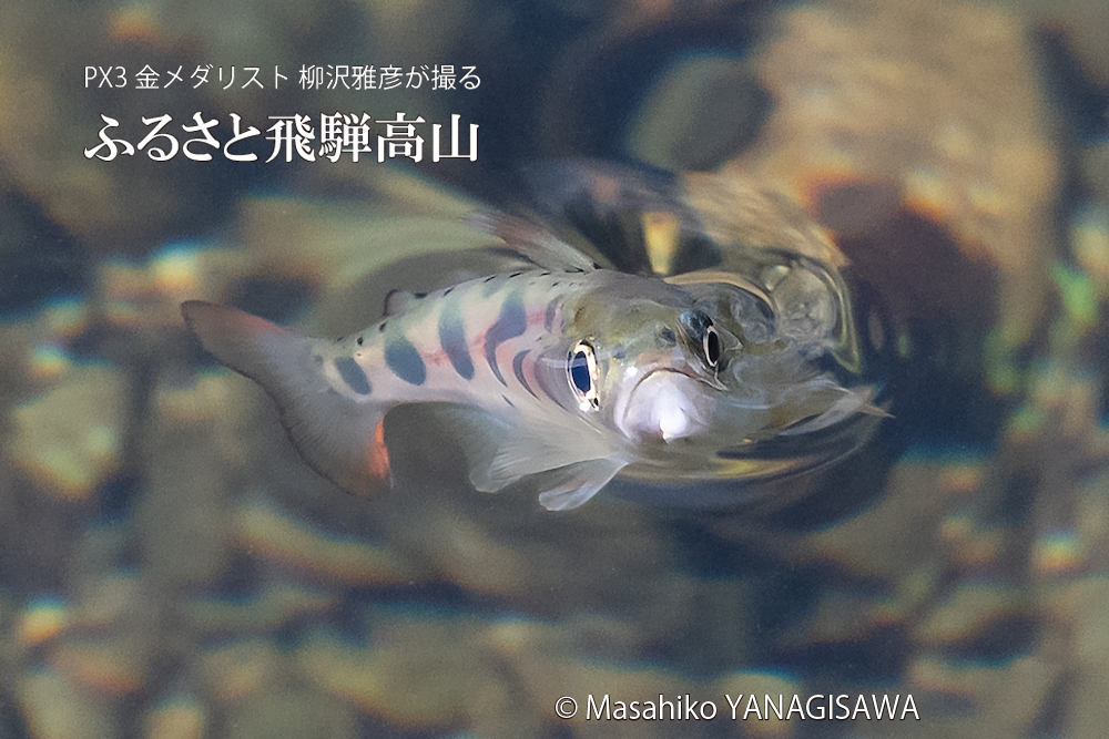 飛騨高山に棲むアマゴの写真。撮影・柳沢雅彦