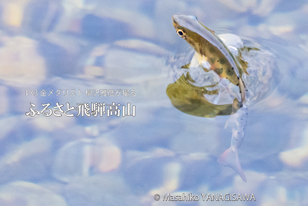 飛騨高山に棲むアマゴの写真。撮影・柳沢雅彦