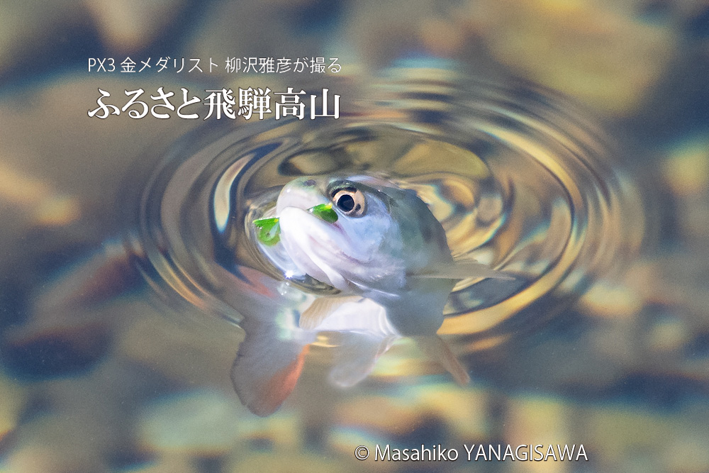 飛騨高山に棲むアマゴの写真。撮影・柳沢雅彦