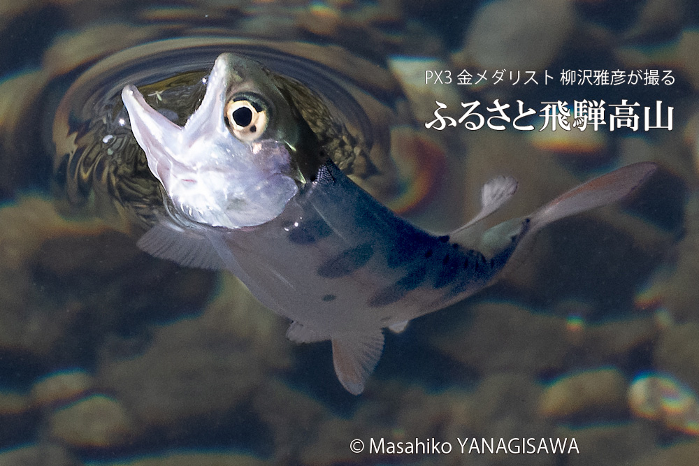 飛騨高山に棲むアマゴの写真。撮影・柳沢雅彦