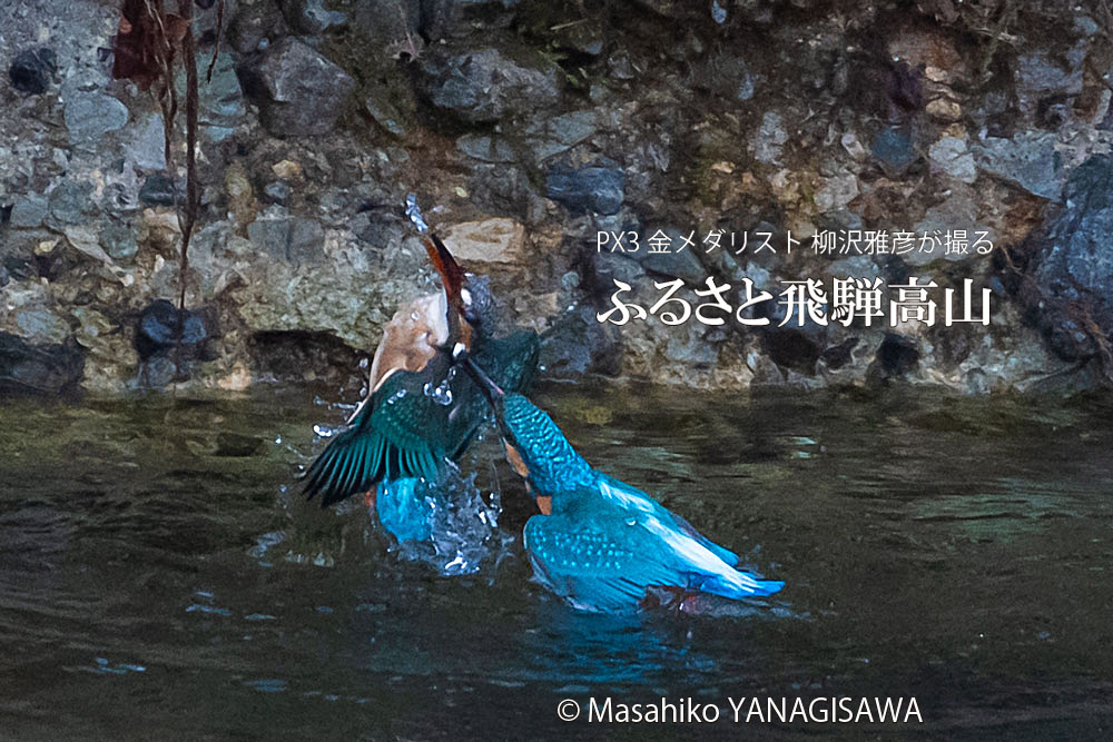 飛騨高山に棲むカワセミの写真。撮影・柳沢雅彦