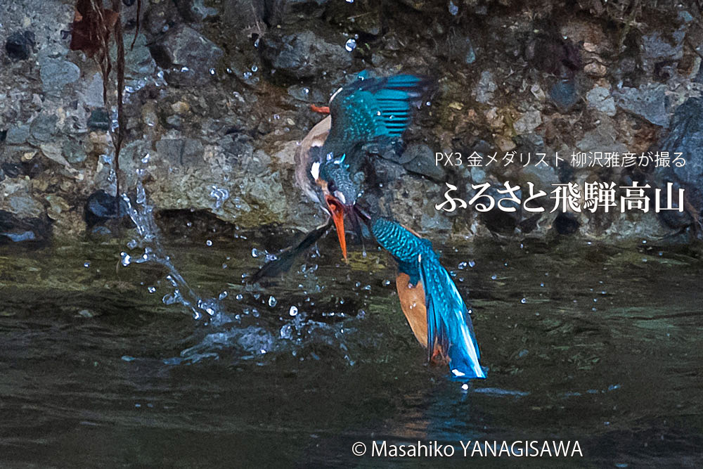 飛騨高山に棲むカワセミの写真。撮影・柳沢雅彦
