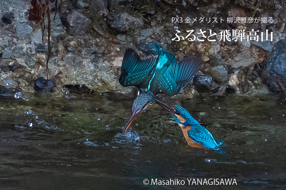 飛騨高山に棲むカワセミの写真。撮影・柳沢雅彦