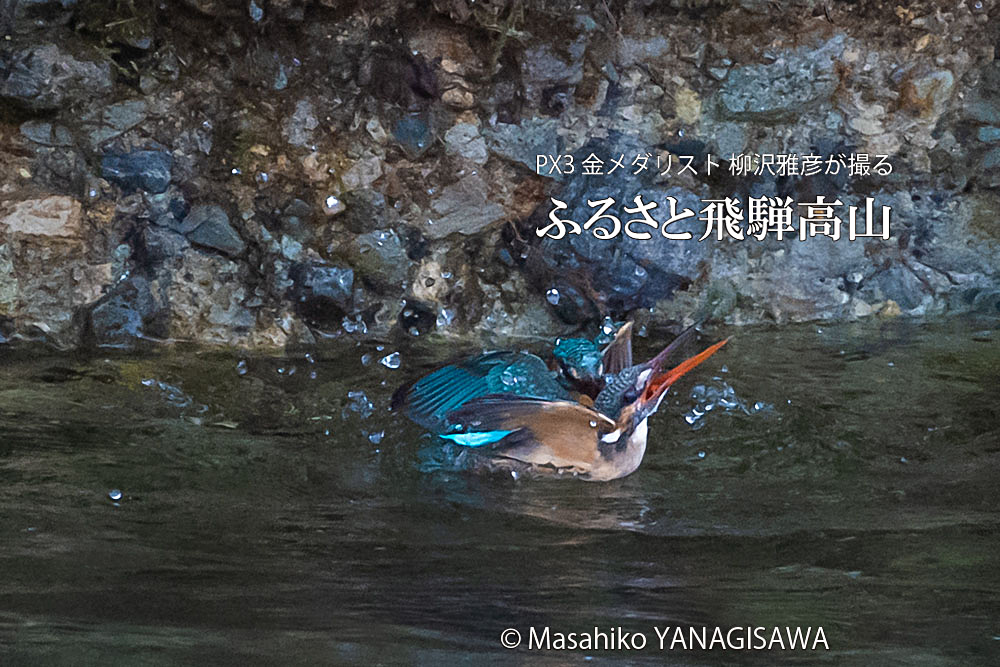 飛騨高山に棲むカワセミの写真。撮影・柳沢雅彦