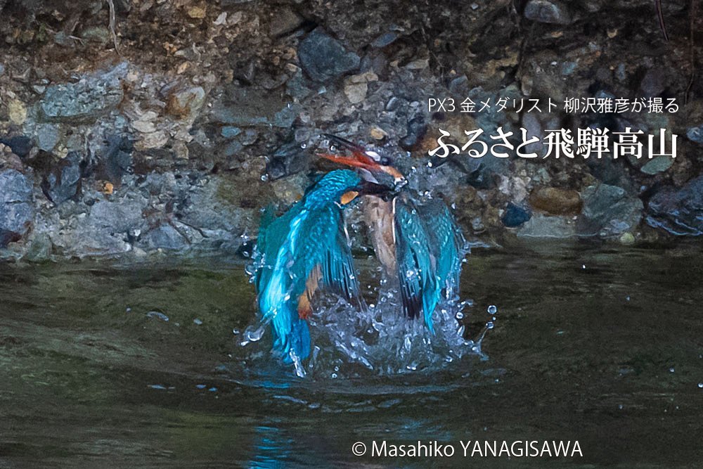 飛騨高山に棲むカワセミの写真。撮影・柳沢雅彦