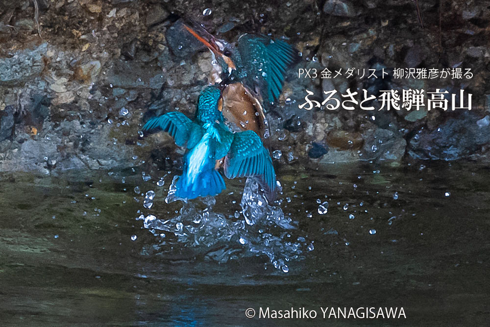 飛騨高山に棲むカワセミの写真。撮影・柳沢雅彦