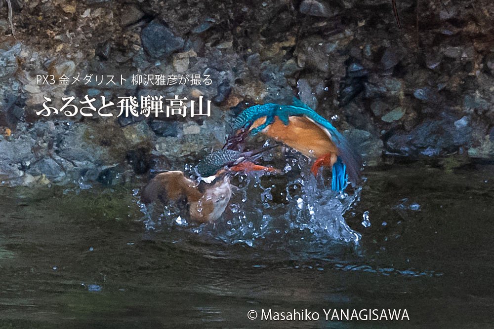 飛騨高山に棲むカワセミの写真。撮影・柳沢雅彦