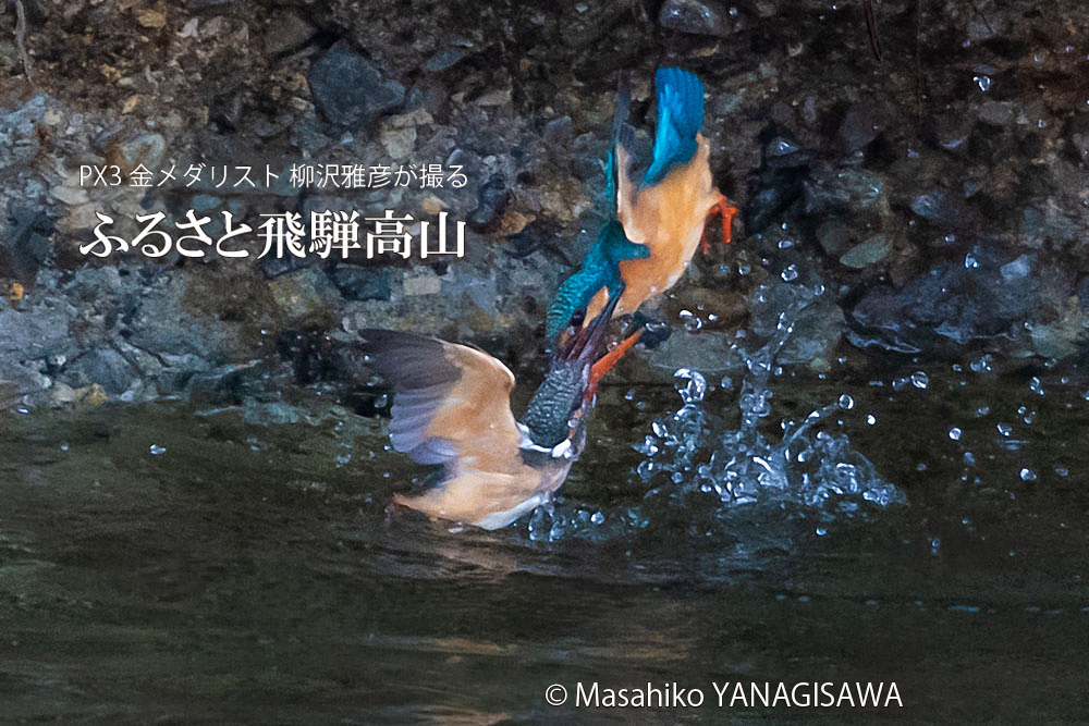 飛騨高山に棲むカワセミの写真。撮影・柳沢雅彦