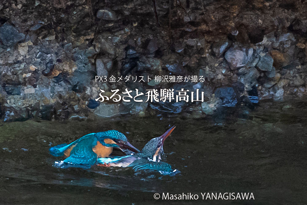 飛騨高山に棲むカワセミの写真。撮影・柳沢雅彦