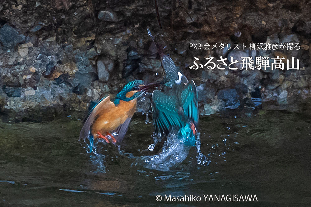 飛騨高山に棲むカワセミの写真。撮影・柳沢雅彦