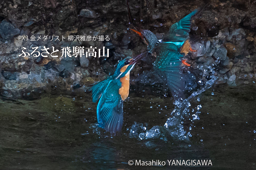 飛騨高山に棲むカワセミの写真。撮影・柳沢雅彦