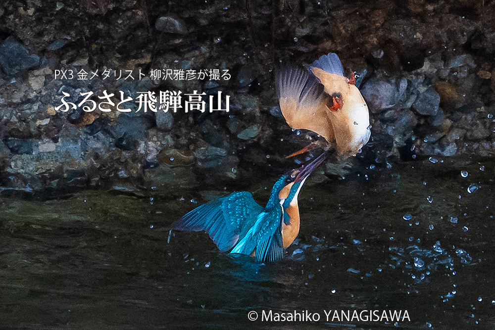 飛騨高山に棲むカワセミの写真。撮影・柳沢雅彦